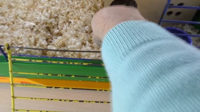 ВЫБРОСИЛИ ХОМЯКА НА ПОМОЙКУ / НАШЛА ХОМЯЧКА НА УЛИЦЕ / СПАСЕНИЕ ХОМКИ / Alisa Easy Pets