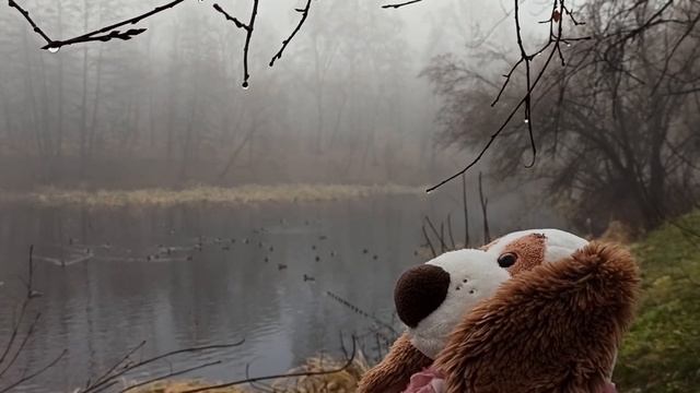 Дуся гуляет в тумане у пруда в Ботаническом саду смотреть онлайн