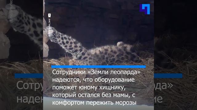 Сотрудники «Земли леопарда» сделали полезный новогодний подарок котенку Leo 260M смотреть онлайн