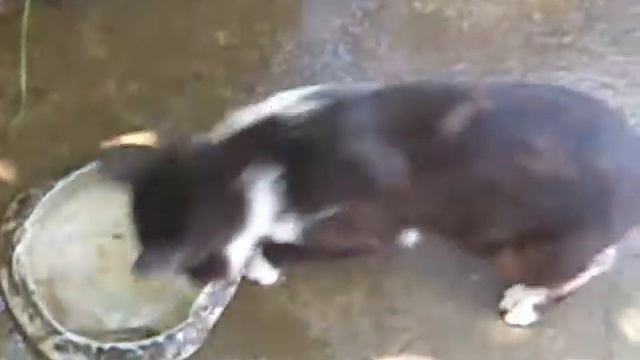 Кто сказал, что коты боятся воды смотреть онлайн