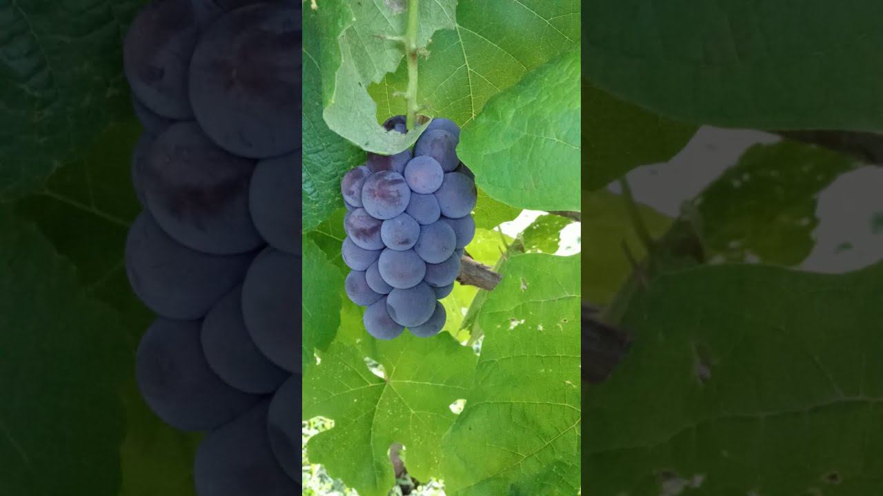 Виноград в моем саду// смотреть онлайн