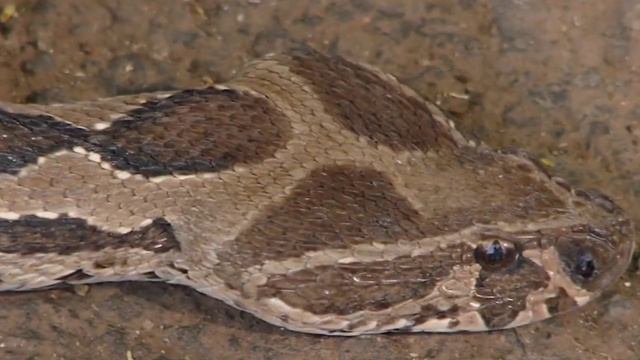 5 Самые опасные змеи мира. #подпишись #тренды #рекомендации #змеи смотреть онлайн