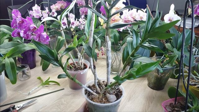 Орхидея Дендрофаленопсис. Описание, уход и посадка кейка смотреть онлайн