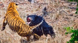 ТИГР ПРОТИВ МЕДВЕДЯ - КТО СИЛЬНЕЕ? ТИГР ИЛИ МЕДВЕДЬ? КТО ПОБЕДИТ?