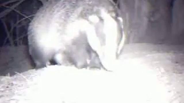 Badgers on Motion Sensor Infrared Camera 2 смотреть онлайн