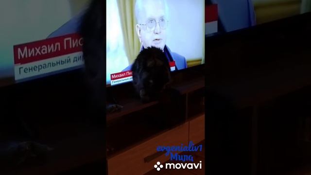 #cat #mila #кошка #мила #красавица #животные #львица ❄️???⛄❤️??? смотреть онлайн