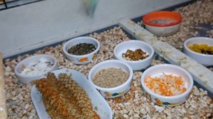 Секреты разведения / амадина гульда без нянек