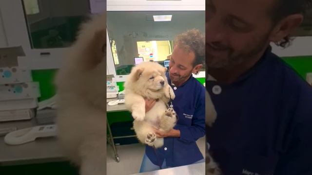 chow chow precioso cachorro. смотреть онлайн