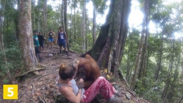 Top 10 Most Intense Wild Animal Encounters