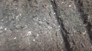 Посев томатов для открытого грунта в пенопластовый ящик.Это защитит от заморозков и ускорит их рост