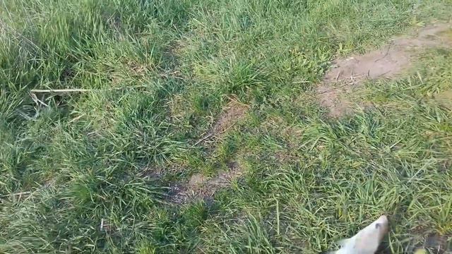 Ловля тарани и подлещика. Оснастка "Флэт" против оснастки "Арбуз". смотреть онлайн