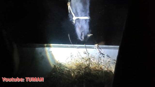 ? Сено Жеребенку хватило на 18 часов в Рептухе, Арифа, Лахиб. Лошади смотреть онлайн