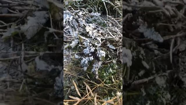 Капуста Кэйл или Кале или Русская капуста. смотреть онлайн