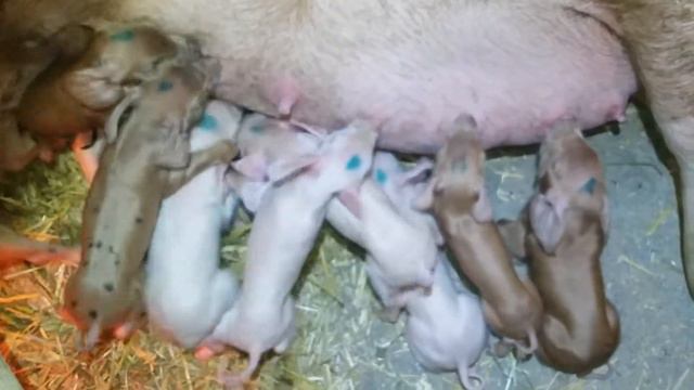 дюрок малыш стал папой результаты радуют... смотреть онлайн