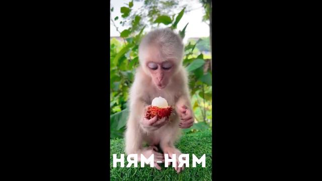 ЖИВОТНЫЕ КАК ОНИ ЕСТЬ - ВЫПУСК #2 | Смешные животные | Приколы с животными | Кошки, Собаки - ВСЕ смотреть онлайн