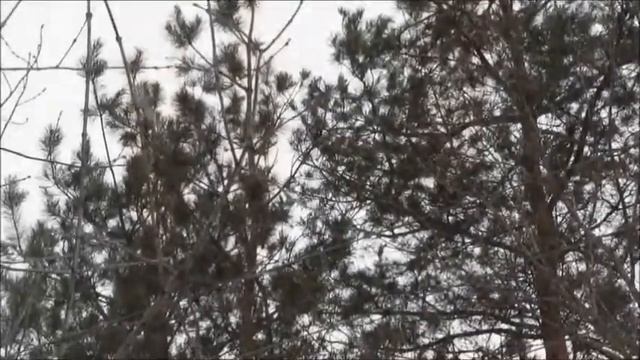 Прощай февраль! Здравствуй, весна! смотреть онлайн