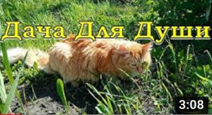 Прививки КОТУ перед ДАЧЕЙ: план подготовки хвостатых???