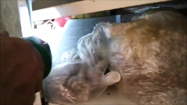 Шкаф для выращивания мицелия (cupboard for growing mycelium) смотреть онлайн