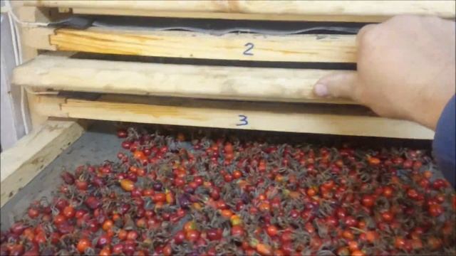 Шиповник северный витамин сушка как заваривать смотреть онлайн