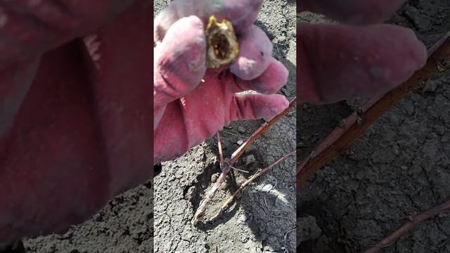 Ремонтандная малина.Что может быть если не обрезать малину под корень на зиму. смотреть онлайн