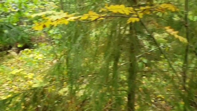 Подарки от Лешего. смотреть онлайн