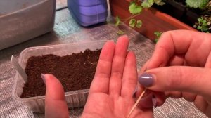 КАК ПОСЕЯТЬ ПЕТУНИЮ ПРАВИЛЬНО. СРОКИ ПОСЕВА АМПЕЛЬНОЙ ПЕТУНИИ и КУСТОВОЙ