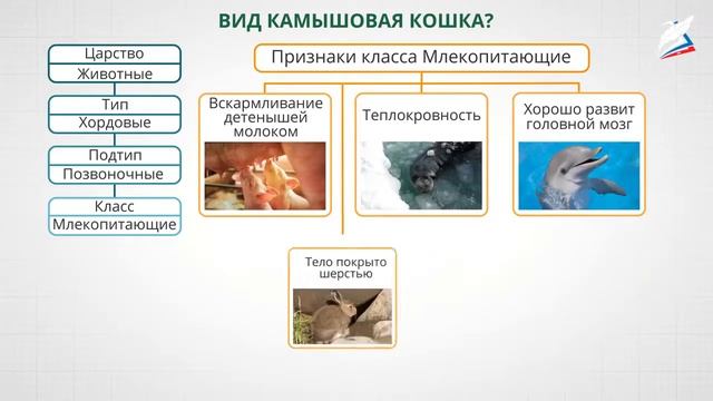 #кошка #царствоживотных Кошка/Классификация животных (Типы-Классы-Отряды-Семейства-Роды-Виды) смотреть онлайн