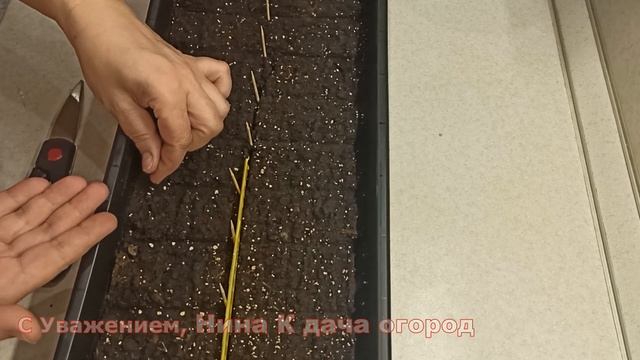 ТОМАТЫ СЕЮ ТАК! ТОНКОСТИ ВЫРАЩИВАНИЯ РАССАДА ПОМИДОР В ДОМАШНИХ УСЛОВИЯХ.УХОД КАК ПОЛИВАТЬ ТОМАТЫ смотреть онлайн