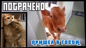 Потрачено. Пришёл в гости. Лучшие приколы, смешные видео и фейлы