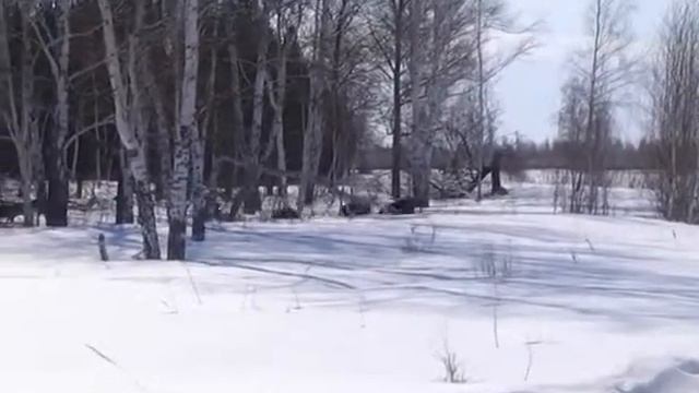 За убитое животное в заказнике можно отправиться в тюрьму смотреть онлайн