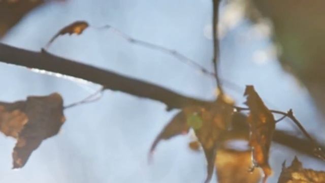 Стряхнув с листвой былые грёзы.. смотреть онлайн