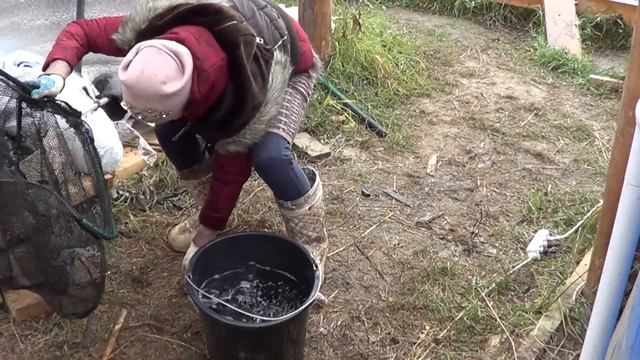 ГЛОБАЛЬНОЕ ПЕРЕСЕЛЕНИЕ ФОРЕЛИ//ФОРЕЛЬ//ФОРЕЛЕВОДСТВО//РЫБОВОДСТВО//СЕЛЬСКОЕ ХОЗЯЙСТВО/РЫБА// смотреть онлайн