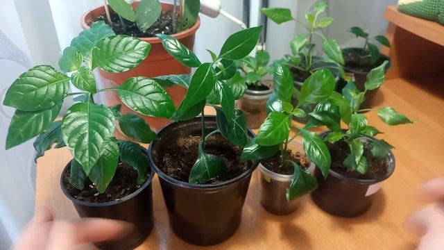 Кроссандра. Обзор подросших саженцев