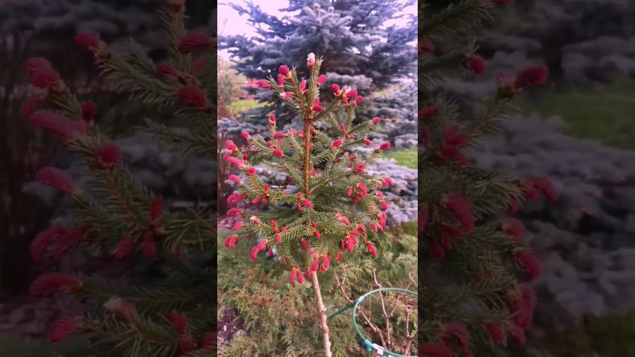 Редкие хвойные!Picea abies Rydal Ель обыкновенная Ридал на штамбе смотреть онлайн