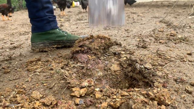 How to make a stand for chickens out of bamboo, 3F chickens are changing day by day./Happy Farm смотреть онлайн