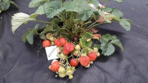 Богема - клубника , описание сорта (Российский сорт)