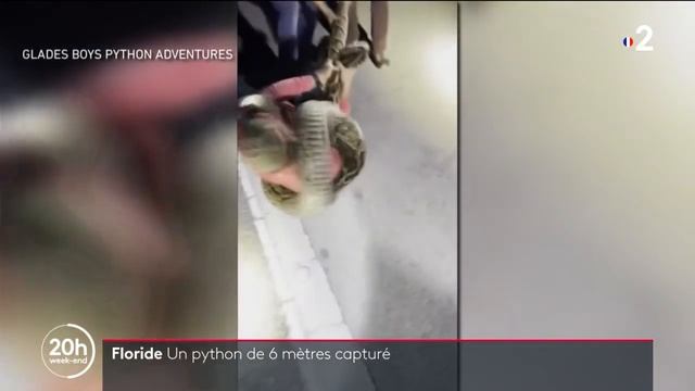 Floride : Un python de 6 mètres capturé смотреть онлайн