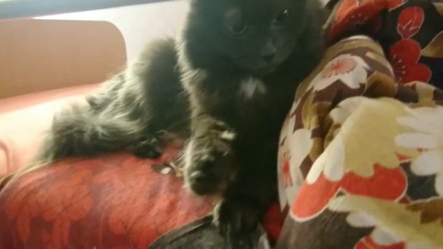 КОТ НЕ ОТДАЁТ ОДЕЯЛО! смотреть онлайн