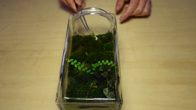 How To Make A Stunning Vertical Terrarium смотреть онлайн