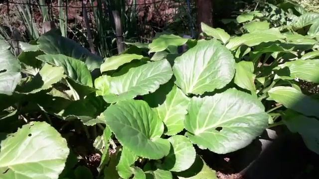 СЛОНОВЬЕ УХО В САДУ/Бадан/ смотреть онлайн