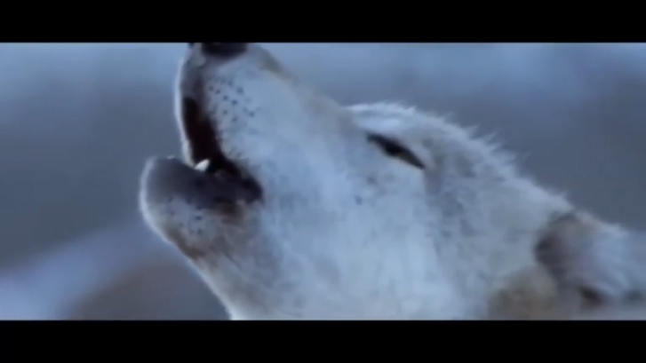 ВОЛК!!! Обалденная песня ♫  За душу берет ♫ Новинка 2018 ♫ Вячеслав Сидоренко 