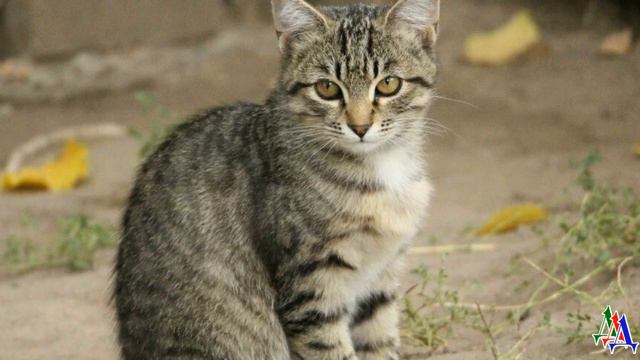 Шагала КОШКА по дорожке Внутри – львица, с виду – мошка смотреть онлайн
