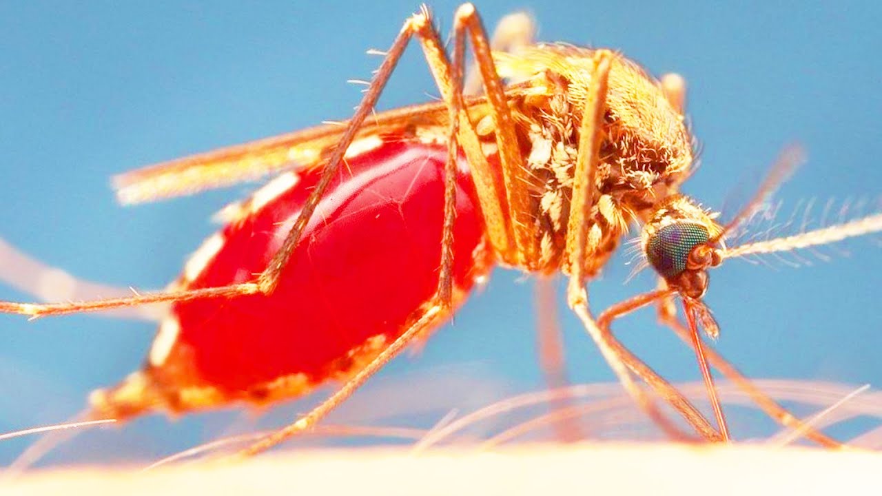 Комар - самое надоедливое насекомое смотреть онлайн