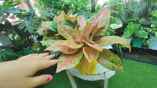 PLANT HAUL смотреть онлайн