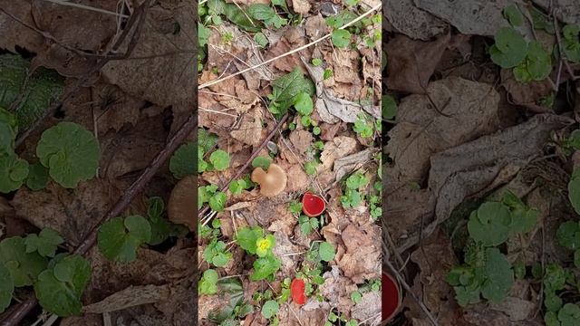 Сморчковая Шапочка в лесу Старые Батеки. Смоленск. смотреть онлайн