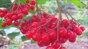 Выращивание калины на участке как бизнес идея | Ягоды - витаминная бомба | Растение калина