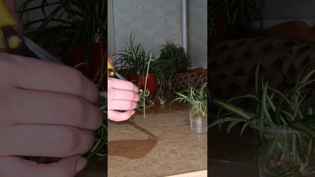 Хлорофитум. Посадка, уход и размножение. Хлорофитумы хохлатый, Бонни, узколистный. смотреть онлайн