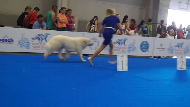 WDS 4398 SOZVEZDIE ORION EFROSINIA POLOTSKAYA & CW победитель класса открытый (пиренейская горная) смотреть онлайн