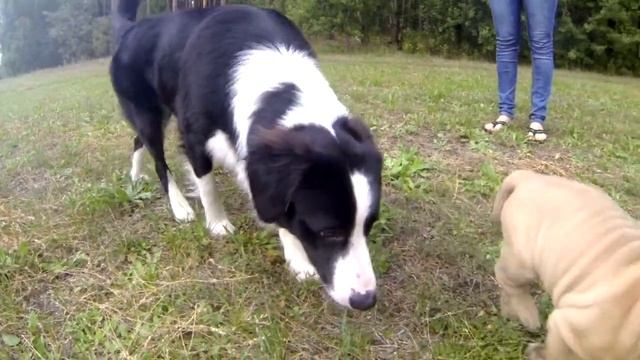 58. Как познакомить щенка со взрослой собакой. Социализация щенка смотреть онлайн