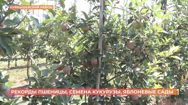 Ростовская область снова идет на рекорд по урожаю ранних зерновых смотреть онлайн
